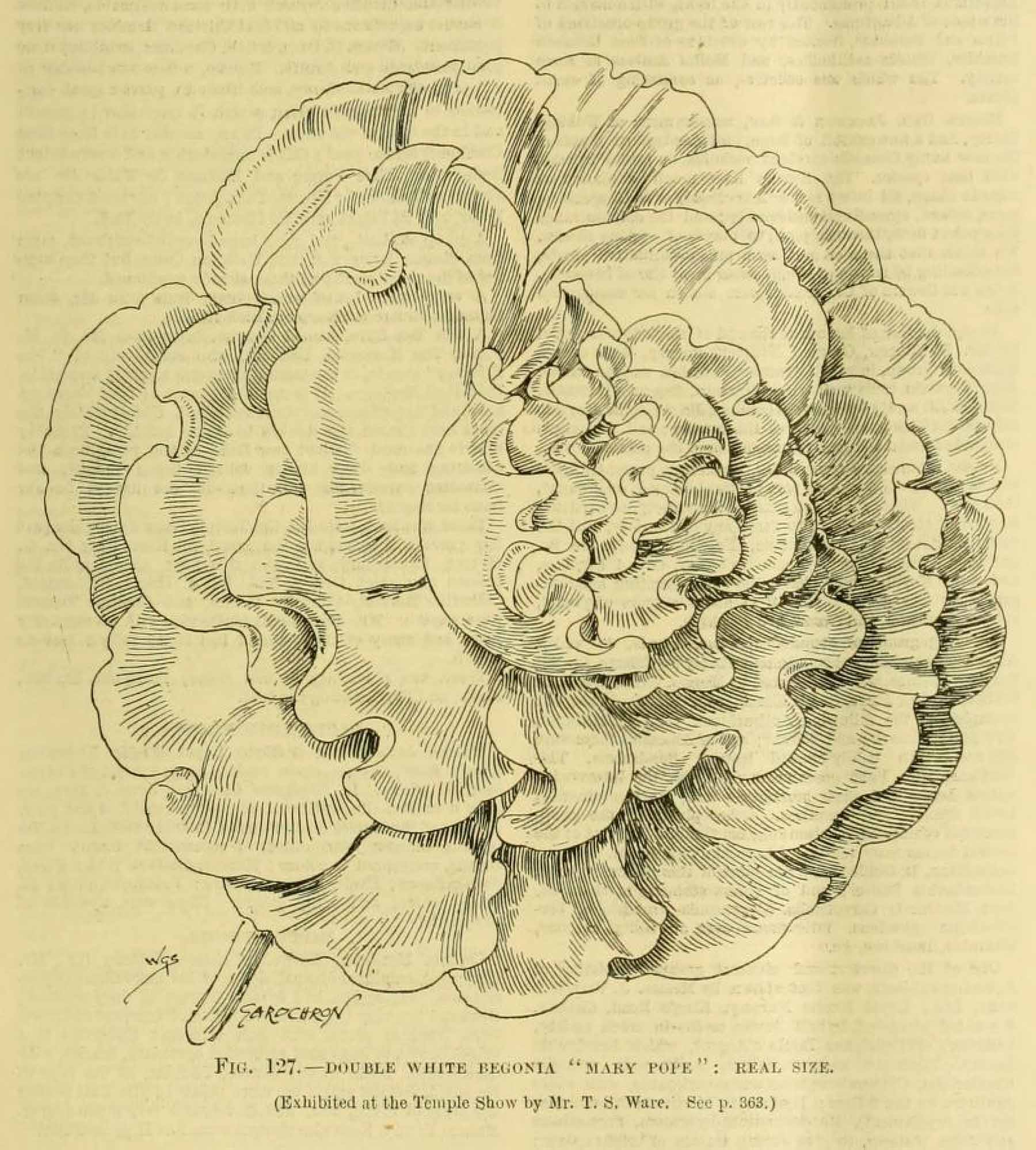 B. ‘Mary Pope’